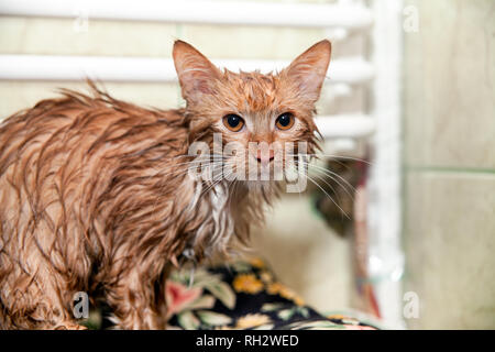 Cute cat humide après le bain. Chaton dans une serviette. Animal insatisfait après un bain Banque D'Images