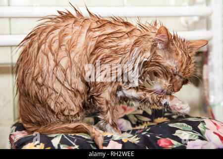 Cute cat humide après le bain. Chaton dans une serviette. Animal insatisfait après un bain Banque D'Images