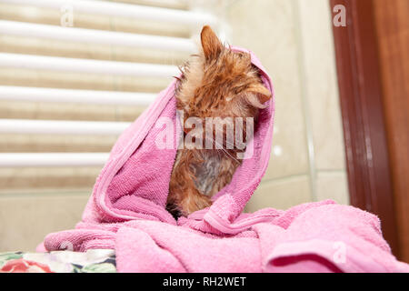 Cute cat humide après le bain. Chaton dans une serviette. Animal insatisfait après un bain Banque D'Images