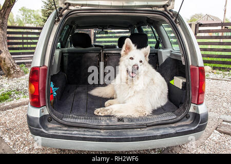 Big White Swiss Shepherd dans la voiture. L'exercice chien dans la voiture. Voyager avec un chien. Coffre de voiture et le chien. Banque D'Images