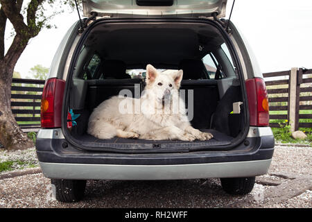Big White Swiss Shepherd dans la voiture. L'exercice chien dans la voiture. Voyager avec un chien. Coffre de voiture et le chien. Banque D'Images