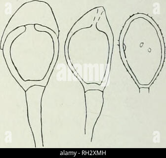 . Les Britanniques rouilles (Uredinales), leur biologie et classification. Uredineae. Fig. 50. U. fabae. 'J'eleutospores Cnicca sur d'urédospores et Vicia.. Fig. 51. U. fabae. Uiedospore Telento- spores et sur Vicia. sepiani. Veuillez noter que ces images sont extraites de la page numérisée des images qui peuvent avoir été retouchées numériquement pour plus de lisibilité - coloration et l'aspect de ces illustrations ne peut pas parfaitement ressembler à l'œuvre originale.. Grove, William Bywater. Cambridge, University Press Banque D'Images