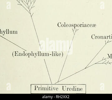 . Les Britanniques rouilles (Uredinales), leur biologie et classification. Uredineae. Rhodophyceae Ustilaffinales Coleosporiaceae Pucciniaceae Endophyllum Cronartiaceae. Melampsoraceae 6-2. Veuillez noter que ces images sont extraites de la page numérisée des images qui peuvent avoir été retouchées numériquement pour plus de lisibilité - coloration et l'aspect de ces illustrations ne peut pas parfaitement ressembler à l'œuvre originale.. Grove, William Bywater. Cambridge, University Press Banque D'Images