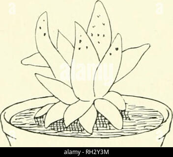 . Les Britanniques rouilles (Uredinales) leur biologie et classification. Rouilles -- Grande-Bretagne. Fig. 32.- dophyllum iEcidia de en feuilles sur de Si mpervivum monta- num (réduit).. Veuillez noter que ces images sont extraites de la page numérisée des images qui peuvent avoir été retouchées numériquement pour plus de lisibilité - coloration et l'aspect de ces illustrations ne peut pas parfaitement ressembler à l'œuvre originale.. Grove, W. B. (William), Bywater 1848-1938. Cambridge University Press Banque D'Images