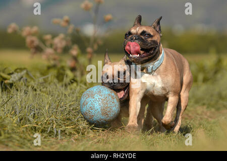 Brown deux Bouledogues français s'amusant et jouant avec un gros ballon bleu jouet chien boueux entouré de champs verts Banque D'Images