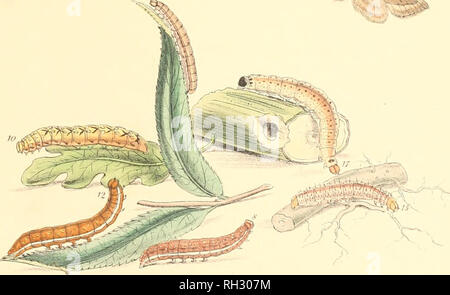 . Les papillons et leurs transformations britannique. Les mites. . Veuillez noter que ces images sont extraites de la page numérisée des images qui peuvent avoir été retouchées numériquement pour plus de lisibilité - coloration et l'aspect de ces illustrations ne peut pas parfaitement ressembler à l'œuvre originale.. Humphreys, Henry Noel, 1810-1879 ; Westwood, J. O. (Jean Abdias), 1805-1893. Londres : W. Banque D'Images