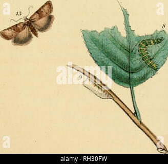 . Les papillons et leurs transformations britannique. Les mites. . Veuillez noter que ces images sont extraites de la page numérisée des images qui peuvent avoir été retouchées numériquement pour plus de lisibilité - coloration et l'aspect de ces illustrations ne peut pas parfaitement ressembler à l'œuvre originale.. Humphreys, Henry Noel, 1810-1879 ; Westwood, J. O. (Jean Abdias), 1805-1893. Londres : W. Banque D'Images