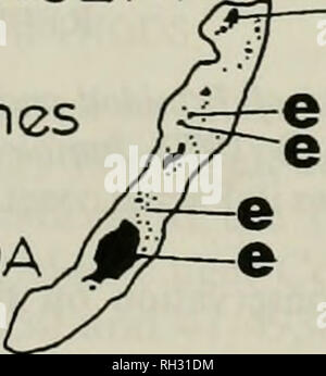 . British journal of Entomology and natural history. Histoire naturelle ; l'entomologie. 100 km MARTINIQUE^^ST LUCIA JLe ST VINCENT*®- Grenadines Grenade. e e LA BARBADE Fig. 3. La carte des Petites Antilles montrant les îles et les banques de l'île (Lazell, 1972) et la distribution connue de l'panoquinoides panoquinoides (Réseau (p) dans les îles Sous-le et d'panoquinoides eugeon (Réseau (e) dans les îles du Vent. élevés sur Cynodon dactylon bien que les oeufs ont été trouvés sur Mimosa pudica (Brown &AMP ; Heineman, 1972). P.P.errans de Californie se nourrit aussi de C. dactylon et aussi sur Sporobolus virginicus Banque D'Images