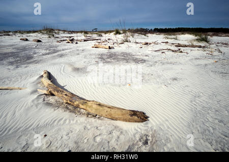 Driftwood échouée sur la plage près de Fort Morgan, de l'Alabama. Banque D'Images