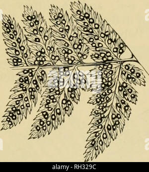 . La fougères et leurs variétés. Fougères. Le LASTREAS 163 Lastrea spinulosa (la tortue-Buckler Fern) (Planche XXII) Pour une description de cette fougère, que nous considérons comme une sous-variété ou sous-espèces du L. dilatata section, nous ne pouvons pas faire mieux que. Fig. 181. L. j/ ? ; ? ?//J9M (partie de pinna). Se reporter à la Fig. 181 et la plaque XXII. Il n'y a pas de variétés qui peuvent lui être imputée. Lastrea rigida (la Buckler Fern) rigide (plaque XXI) Ce Lastrea est exclusivement à certains quartiers de calcaire d'altitude. En gros il ressemble à une assez petite, de plus en plus raide-Fougère mâle, et que la fougère hke f Banque D'Images