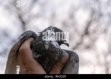 Un pigeon tenant un pigeon assis dans sa main et à la recherche autour de Banque D'Images