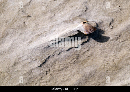 Les coquillages sur la plage près de Fort Morgan, de l'Alabama. Close up montre des patrons dans le sable causée par l'érosion éolienne et hydrique. Banque D'Images