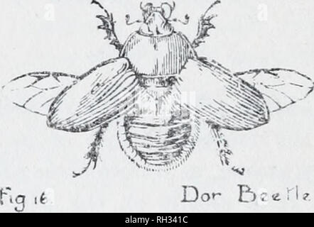 . Insectes britannique (général). Illustré par Doris Meyer. Les insectes -- Grande-Bretagne. Insectes britannique roses, fraises, et des navets. Les larves vivent dans le sol pendant deux ou trois ans, et sont similaires à ceux de M. vulgaris. De nombreuses espèces d'Scarahceidce, comme celle qui suit, sont des filtreurs de bouse, mais la plus célèbre est la soi-disant scarabée sacré du désert égyptien sur lequel Henri Fabre a écrit donc avec. Ceci, et d'autres de ses excréments, rouler en boules rondes avec les pattes jusqu'à ce qu'un emplacement adéquat est atteint où les curieux repas peut être mangé de libre. L Banque D'Images