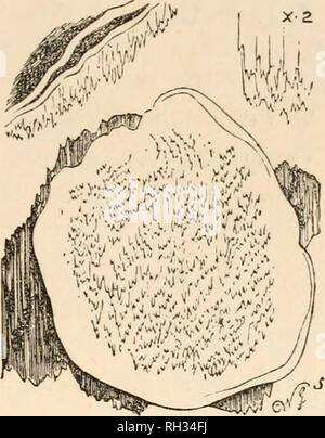 . Champignons hyménomycètes (britannique). Les basidiomycètes champignons ; -- Grande-Bretagne. IRPEX. 249 x z * stipité. ** "Pendantes avec le pileus étendu derrière. *** Sessiles ou ejfuso rejtexed marginate-,. *** Resupinate. * Stipité. Aucune espèce britannique. ** Retombantes ivith le extejided lews pi derrière. 1. I. pendulus Fr. -Chapeau jaune clair, étendu derrière, pendantes, membranaceous, adpresseclly squamuloso, plissées-pilose. Dans les rangées de dents, grandes, incisé, brillant blanc. De la membrane élastique pileus, mais quand l'a prolongée de nouveau. Les contrats Ses personnages sont tout à fait ceux du genre, mais il n'est pas d'allie Banque D'Images