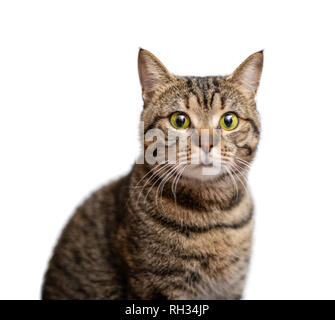 Portrait de beau chat gris isolé sur fond blanc Banque D'Images