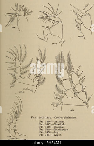 . La piscine d''eau Copepoda. ---. Copepoda ; Crustacea. CYCLOPS FIMBRIATUS. 123. Veuillez noter que ces images sont extraites de la page numérisée des images qui peuvent avoir été retouchées numériquement pour plus de lisibilité - coloration et l'aspect de ces illustrations ne peut pas parfaitement ressembler à l'œuvre originale.. Gurney, Robert. Londres : Ray Society Banque D'Images