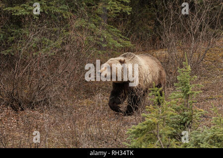 Ours grizzli (Ursus arctos) qui vient de s'est réveillé de l'hibernation est à la recherche de nourriture sur promenade des Glaciers dans le parc national Jasper, Alberta, Canada Banque D'Images