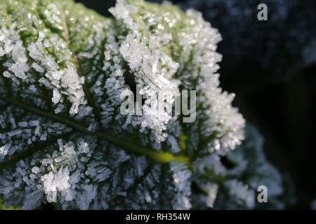 Cristaux de givre sur un charlock, ou la moutarde sauvage, plante Banque D'Images