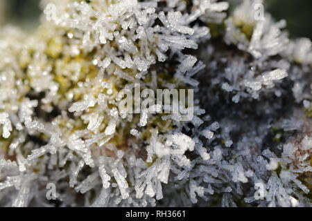 Close up du gel sur un rameau couvert de lichens Banque D'Images