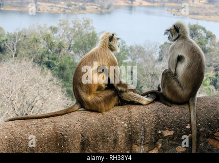 2 Gray langur / animaux Singe Hanuman langur (Semnopithecus) singes semblent parler au parc national de Ranthambore, Sawai Madhopur, Rajasthan, Inde Banque D'Images