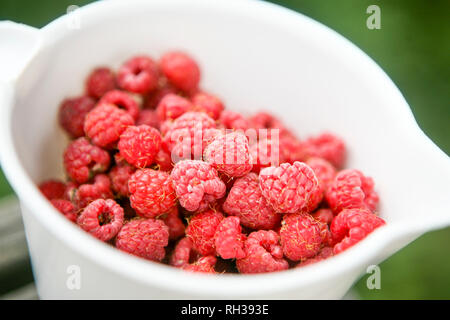 Framboises dans la verseuse Banque D'Images