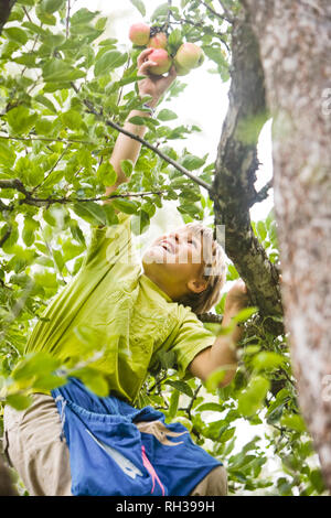 Apple Boy picking Banque D'Images