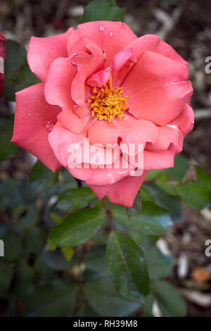 Rosa cv. Ville de Leeds ; Rosaceae ; shurb ; Floribunda ; double fleur rose-saumon. Banque D'Images