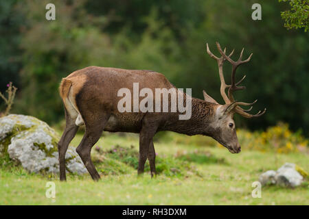 Un mâle de Red Deer dans le Parc Naturel de Saja-Besaya, Espagne Banque D'Images