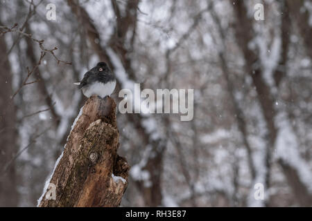 Un Dark-eyed Junco est perché sur une branche morte Banque D'Images