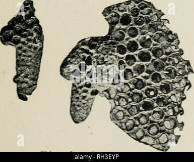 . British bee-keeper's guide pour la gestion d'abeilles dans des ruches-comb, et l'utilisation des appareils modernes de l'apiculture. L'illustration. La culture de l'abeille. L'essaimage naturel. 17 spécimen de la manière d'un peigne de nid à couvain devrait être rempli, alors que celle d'un travailleur fertile est dispersée, comme celui illustré à la page 13. Les bouchons sur le dernier projet près d'un huitième de pouce. L'objet de l'abeille-keeper est d'avoir ses actions toujours forte, et c'est pour cette raison qu'il va les garder, sauf en hiver, constamment par l'alimentation reproduction expansionnistes (voir " Alimentation," chapitre XXL). IV.-l'Essaimage naturel. Si l'on Banque D'Images
