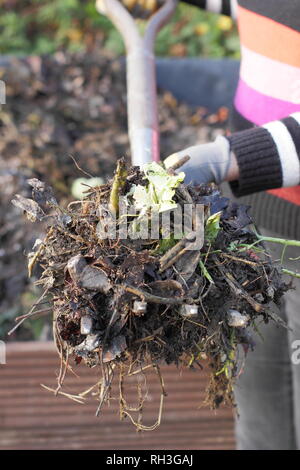 Jardinier femelle tourne,compost pile à desserrer mélange et l'aération de l'aide en cuisine jardin, UK Banque D'Images