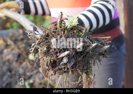 Jardinier femelle tourne,compost pile à desserrer mélange et l'aération de l'aide en cuisine jardin, UK Banque D'Images