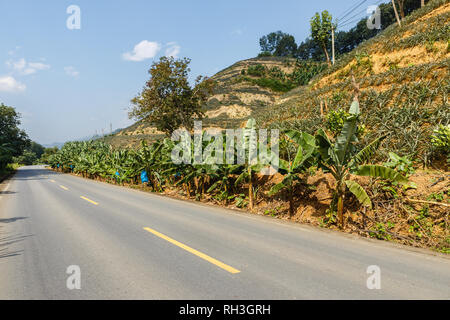 Route dans les montagnes le long de plantations d'ananas, Yunnan, Chine Banque D'Images