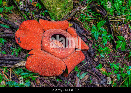 Blooming Rafflesia fleur sur Cameron Highlands, Malaisie. Banque D'Images