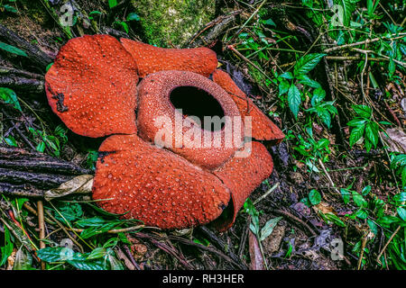 Fleur géante en fleurs de Rafflesia, forêt tropicale de Cameron Highlands, Malaisie. Banque D'Images