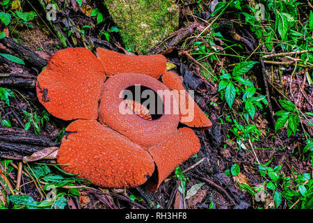 Blooming Rafflesia fleur sur Cameron Highlands, Malaisie. Banque D'Images