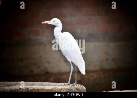 oiseau blanc Banque D'Images