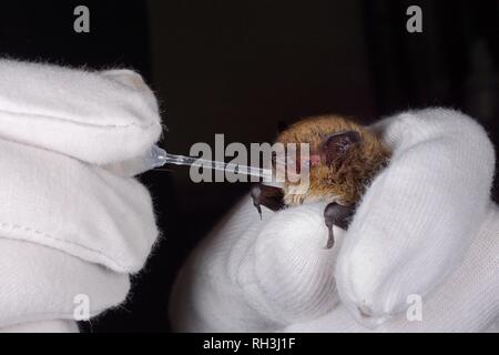 À vibrisses (Myotis mystacinus) compte tenu de l'eau d'une pipette par Samantha Pickering au bat centre de sauvetage à son domicile, Barnstaple, Devon, UK Banque D'Images