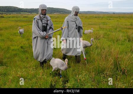 Les jeunes / communes grues eurasien (Grus grus) menée sur les niveaux de Somerset et de landes par parents de substitution pour le grand projet de grue de presse. Banque D'Images