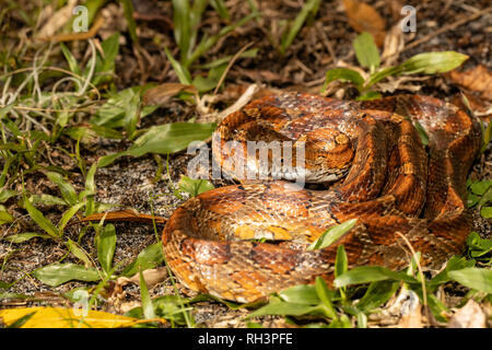 Serpent de maïs à Palm Beach County, Floride - Pantherophis guttatus Banque D'Images