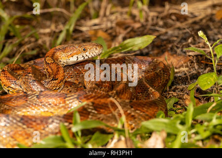 Serpent de maïs à Palm Beach County, Floride - Pantherophis guttatus Banque D'Images