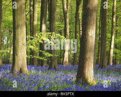 Jacinthes des bois de hêtre au printemps dans le Hertfordshire. Vue paysage avec bluebell flowers,soleil, feuilles de hêtre et de grands troncs d'arbre. Banque D'Images