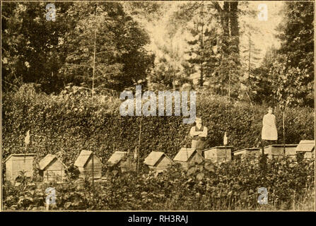 . British bee journal &AMP ; conseiller les apiculteurs. Les abeilles. 2 novembre, 1905.] LE BRITISH BEE JOURNAL. 435 en mesure ; mais, d'être un jardinier, je suis tombé d'avoir par moi un ''Bad-semences fort," en ce qui j'ai réussi à obtenir les abeilles. " Puis vint la difficulté de savoir quoi faire de ma capture. Cela m'a amené à demander l'avis d'un apiculteur qui vivent à proximité, qui était propriétaire de trente ruches, amicalement et il m'a invité à appeler à sa place et lui sec au travail chez les abeilles. Ce que j'ai volontiers fait, et bientôt vu l'avantage de la trame-ruche sur la paille, skep et ayant compris cela, je mis au travail sur Banque D'Images