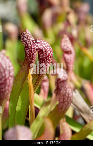 Plantes aquatiques carnivores de plus en étang Banque D'Images