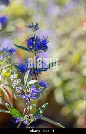 Barbe-bleue 'Dark Knight' en fleurs Banque D'Images