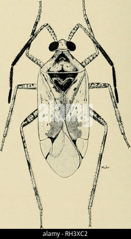 . Bulletin scientifique de l'Université Brigham Young. Biologie -- Périodiques. Fig. 103. Eurychilopterelki luridula Reut., rf. Ces nymphes ont été identifiés par comparaison avec nymphes qui ont été recueillies auprès d'adultes sur l'Artemisia tridentata à American Fork, Utah, la localité type de l'espèce. Sur le site d'essai Je n'a pas réussi à retourner à l'endroit de la collecte d'obtenir des adultes après l'émergence. Le 28 juin 1965, à American Fork, Utah, les nymphes et les adultes qui ont été qui se reproduisent dans l'Artemisia triden- tata ont été recueillies. On a également recueilli des schwarzii sur le même hôte, le 29 juin 1965, à Scipion et Cedar City, UT Banque D'Images