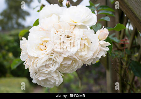 Une grappe de roses blanches sur Rosa lune en juillet au Royaume-Uni Banque D'Images