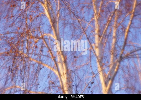 Une image d'un birch contre le ciel bleu sur une belle journée ensoleillée d'automne Banque D'Images