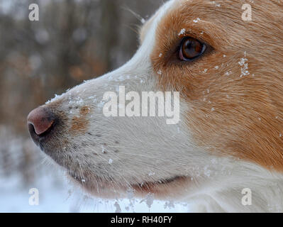 Chien regardant, les yeux dans la neige Banque D'Images