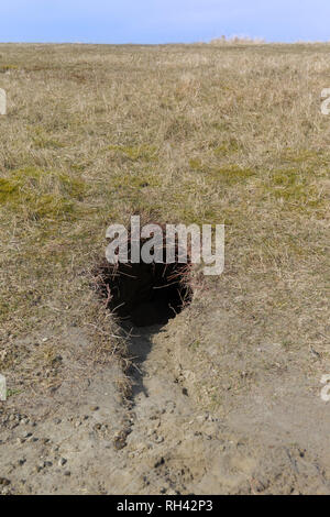 Lapin de garenne (Oryctolagus cuniculus) entrée de terrier / Warren dans les prairies Banque D'Images